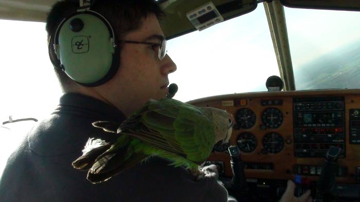 Parrot Flying Aboard Airplane