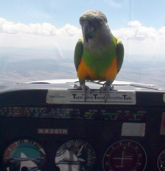 Parrot Flying Over Mountains