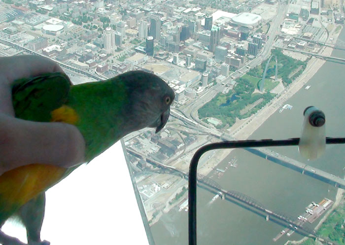 Senegal Parrot Over St Louis