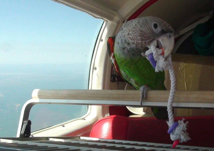 Parrot and String Toy