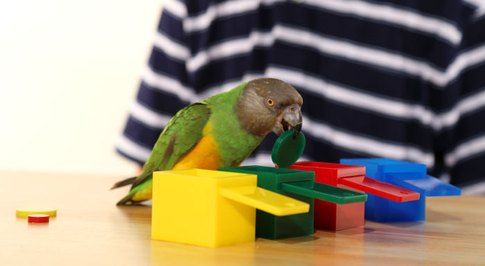 Parrot Color Match