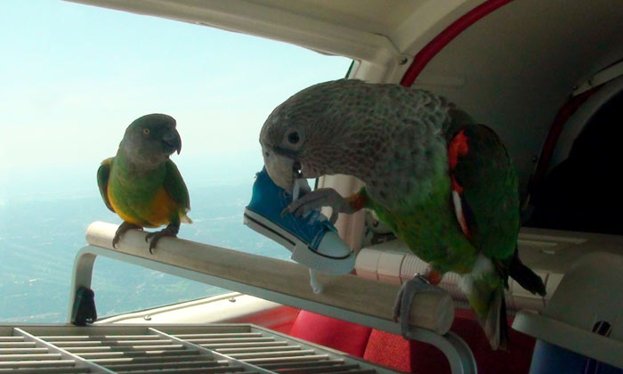 Parrots on Travel Cage in Airplane