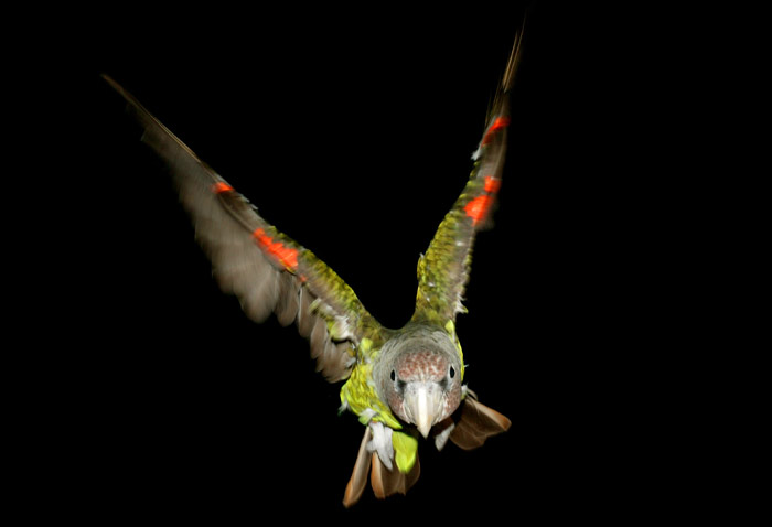 Cape Parrot in Flight