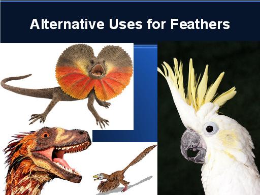 Alternative uses for feathers