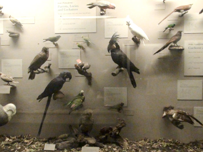 Parrot specimens at field museum