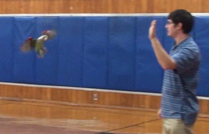Parrot Flying in Gym