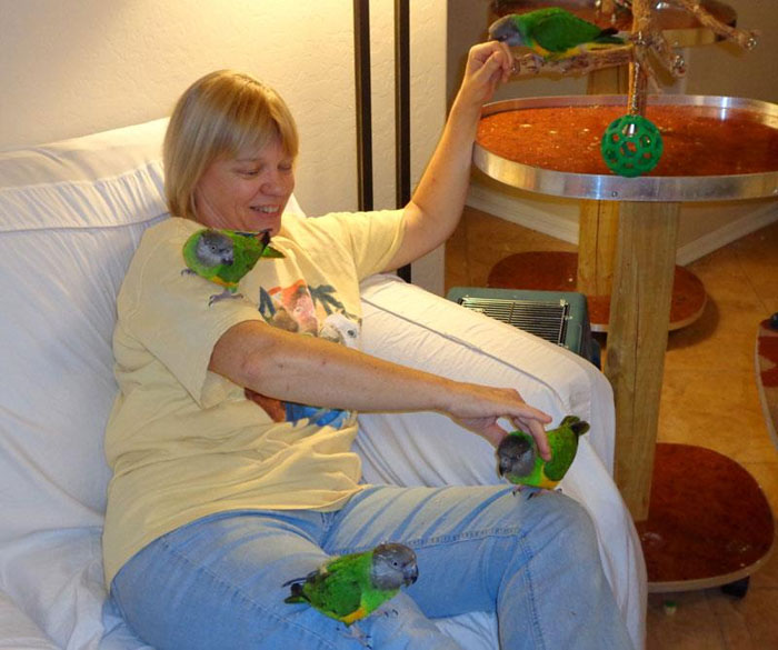 Ginger playing with Senegal Parrots