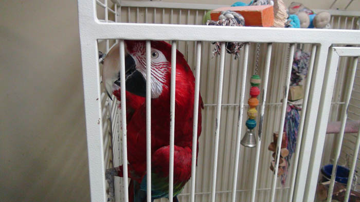 Caged Green-Winged Macaw