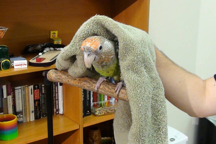 Parrot in Towel
