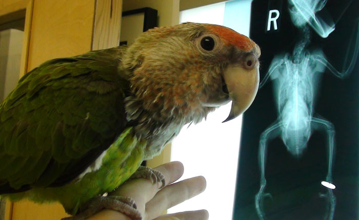 Cape Parrot with xray