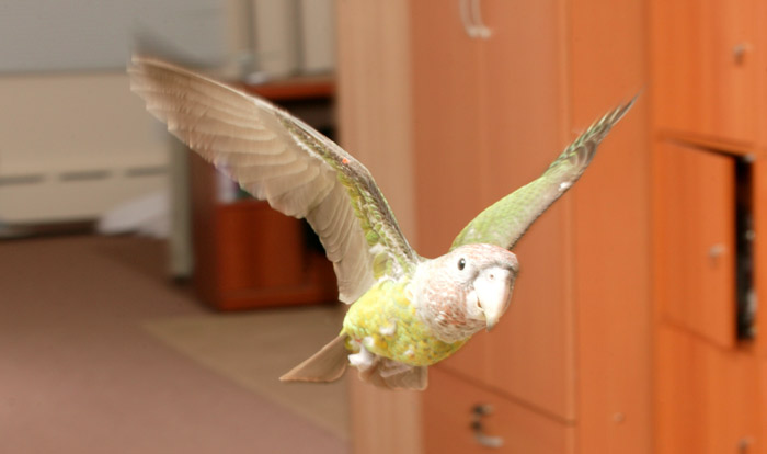 Truman the Cape Parrot Flying
