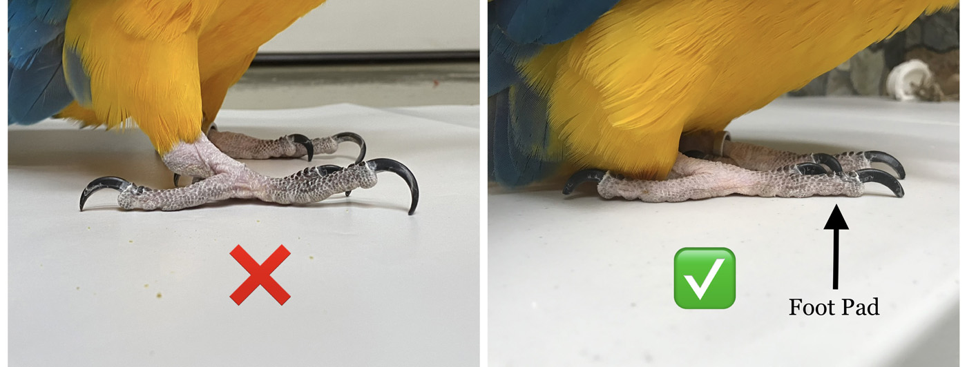 Long vs short parrot nails comparison photo