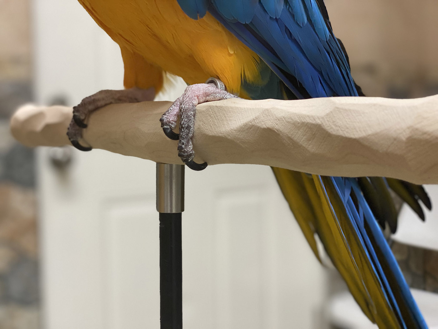 Photo of parrot nails trimmed to the proper length