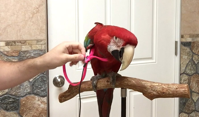 Putting harness on a parrot with one hand