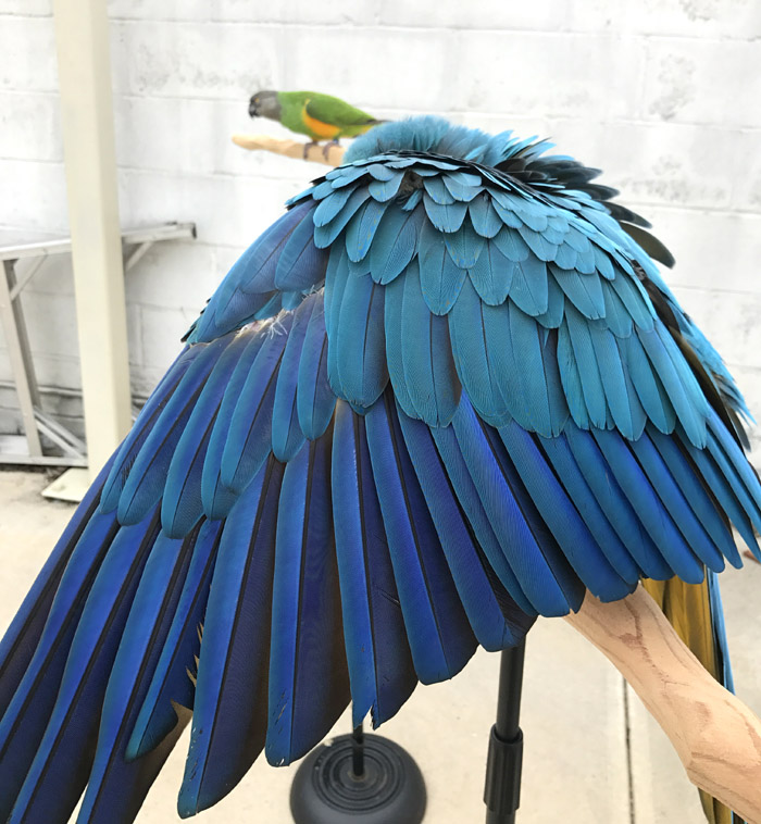 Shy Parrot