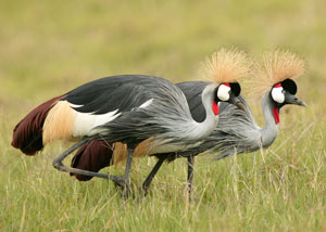 Grey Crowned Cranes In Tanzania