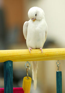 Duke, dark eyed clear budgie