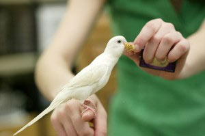 Budgie eating millet