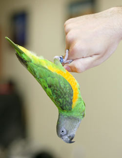 Senegal Parrot Hanging Like a Bat