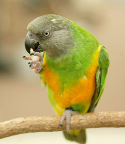 Kili eating a peanut