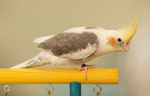 Spock the Pied Cockatiel