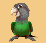 Caped Cape Parrot