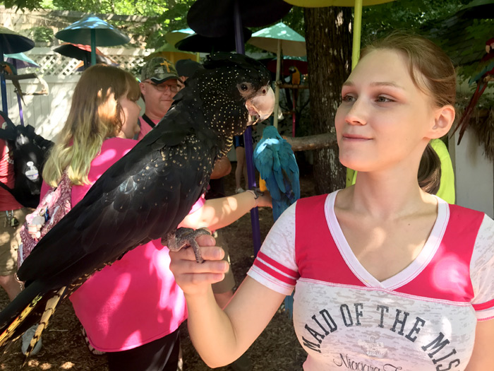 Holding a Red Tailed Black Cockatoo
