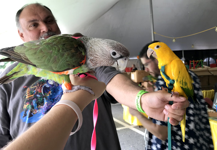 Golden Conure and Cape Parrot