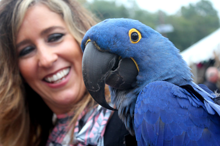 Hyacinth Macaw