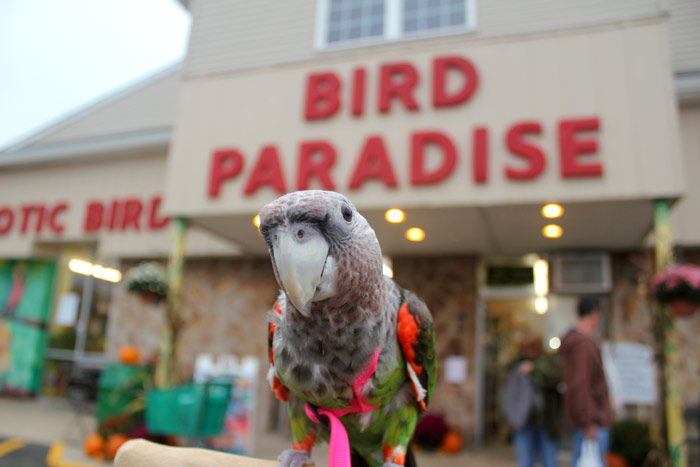 Cape Parrot Visits Bird Paradise