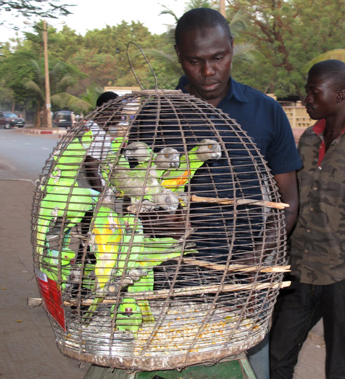 Senegal parrot hot sale food