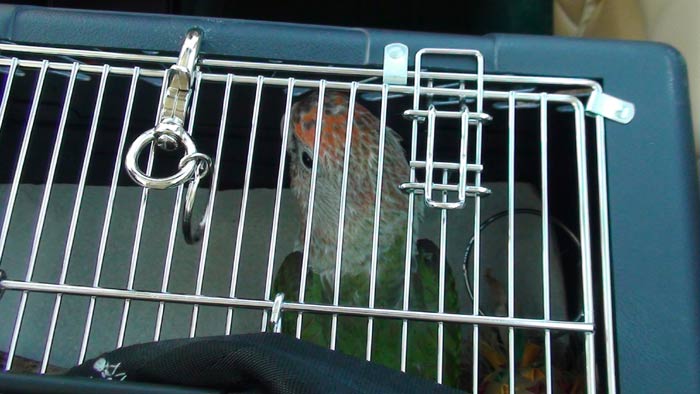 Parrot in Carrier