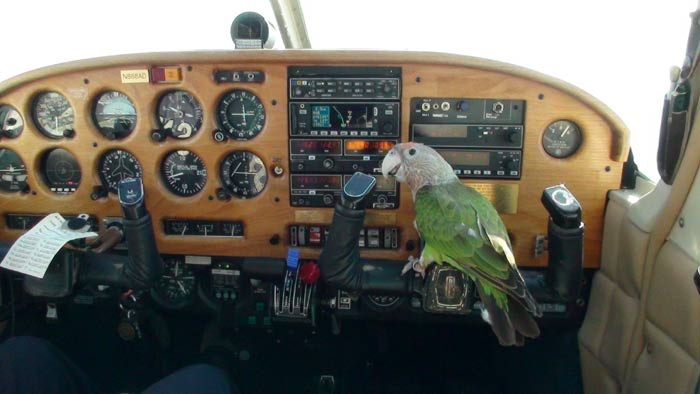 parrot-flies-airplane.jpg