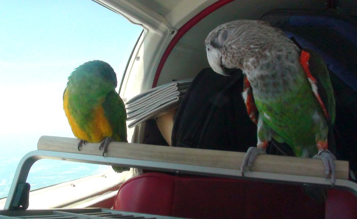 Parrots Fall Asleep Together