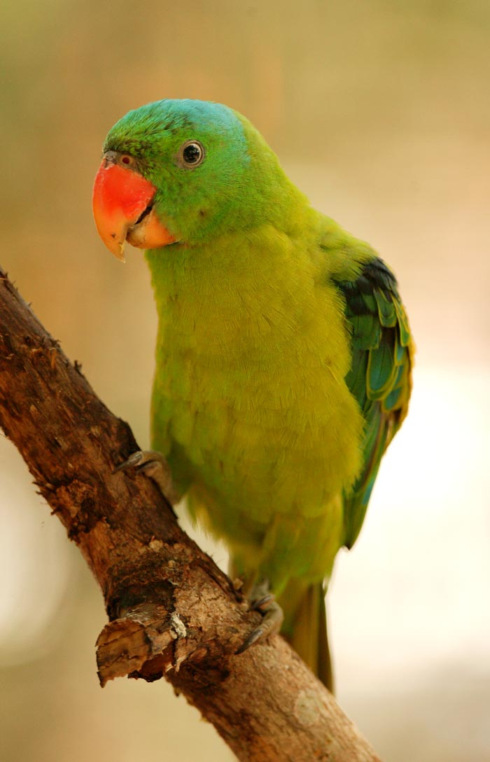 Blue Naped Parrot