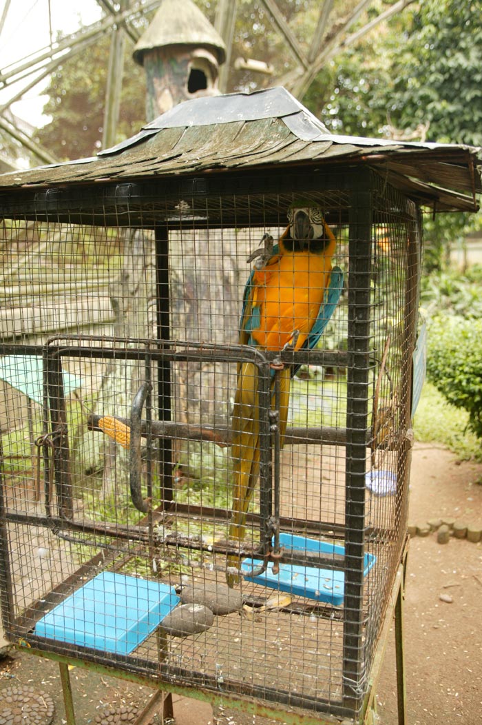 Blue and Gold Macaw