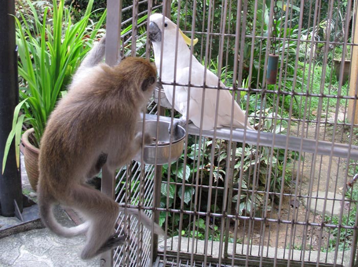 Monkey steeling seeds from a Cockatoo