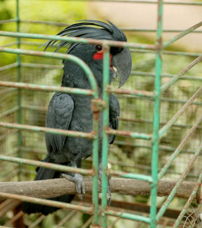 Palm Cockatoo