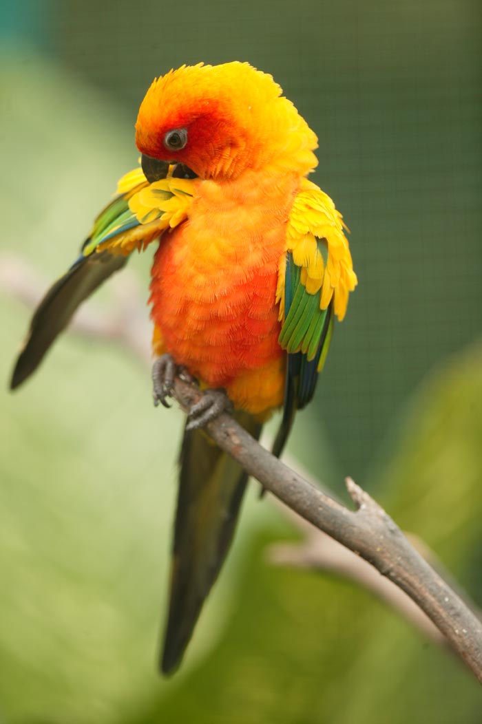 Weighed My Sun Conure Today  Best in Flock - A Parrot Blog