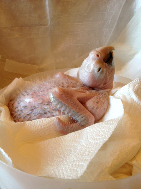 3 week old parrot baby