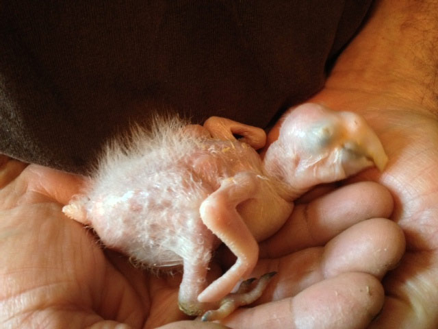 Hatchling