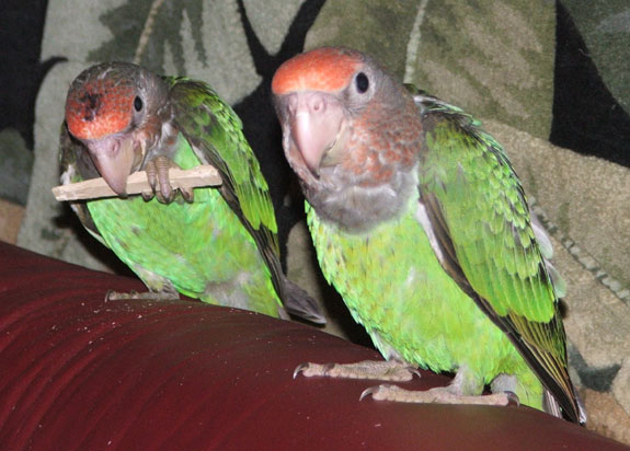 Brown Necked Parrot