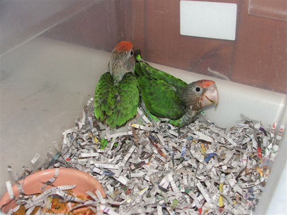 dusky headed conure baby