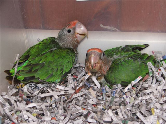 Baby Cape Parrot