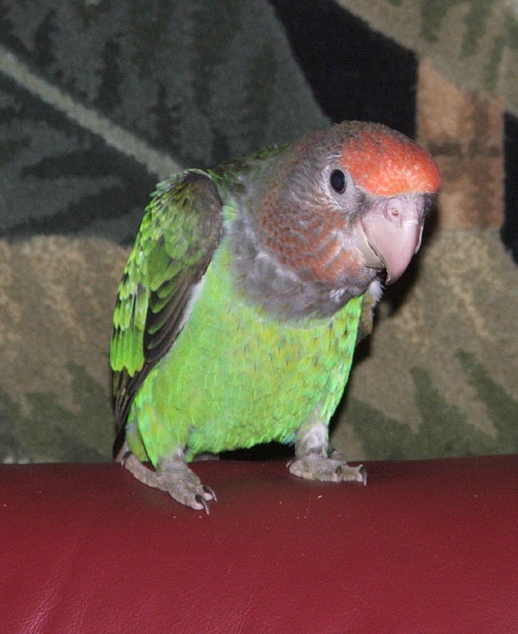 Trained Cape Parrot