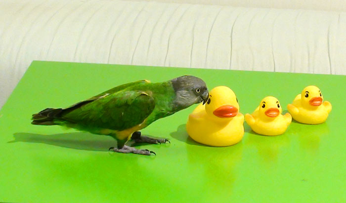 Parrot with rubber ducky