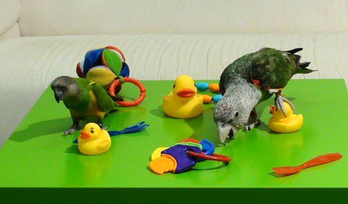 Parrot best sale playing toys