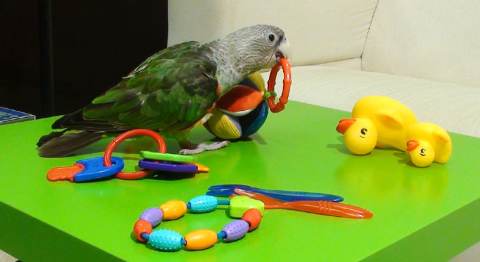 Cape Parrot playing with baby toys