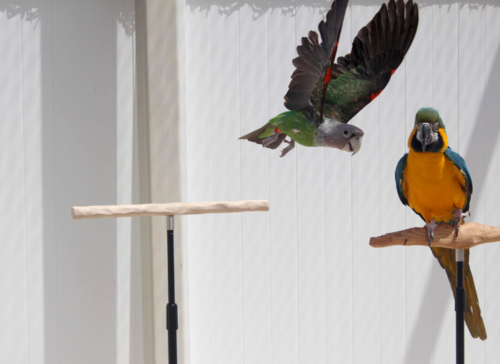 Trained Parrot - Blog Articles About Training Parrots Tricks