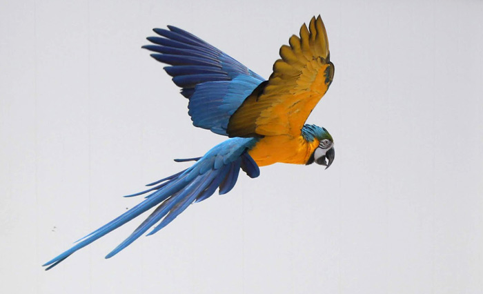 Flying Blue and Gold Macaw